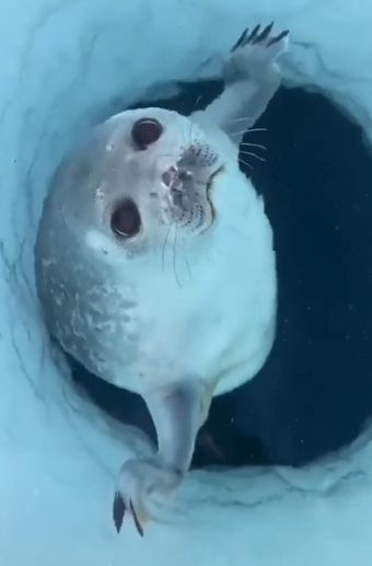 Так нос тюленя предотвращает попадание воды в легкие