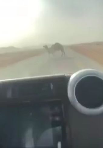 Рабочий способ убрать верблюда с дороги⁠⁠