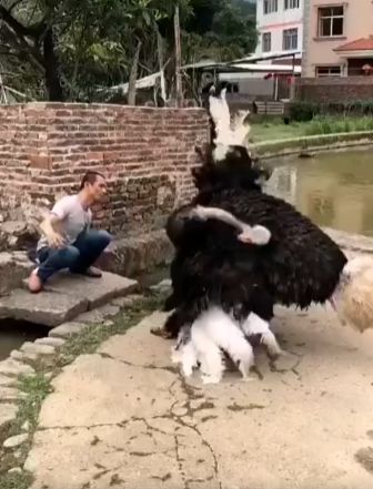 Как удивить страуса⁠⁠