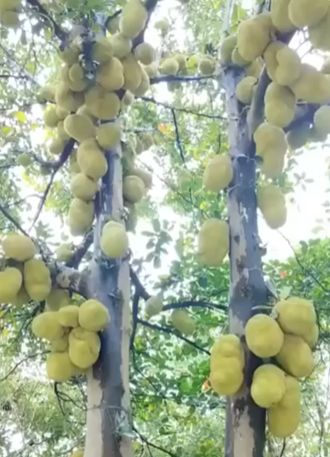 Самый большой фрукт - джекфрут