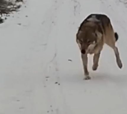 Волк вернулся из леса, чтобы попрощаться с другом!