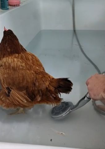 Курице потребовалась помощь ветеринара, чтобы снести очень большое яйцо