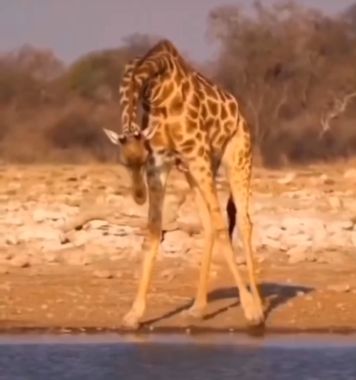 Как пьет жираф