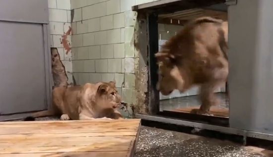В челябинском зоопарке к львице привели для знакомства самца