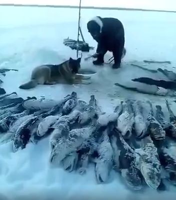 "Ещё 120 штук поймаешь, тогда и чаю получишь!"