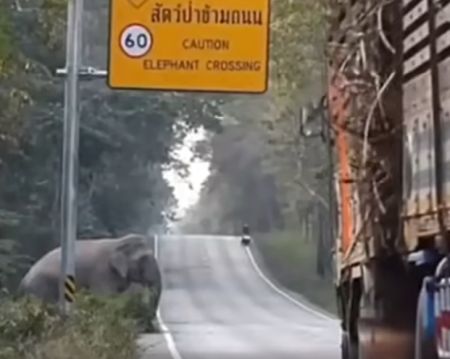 Слон в Тайланде научилися грабить грузовики с сахарным тростником⁠⁠