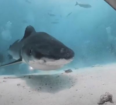 Акула отняла у дайвера видеокамеру и попыталась её съесть