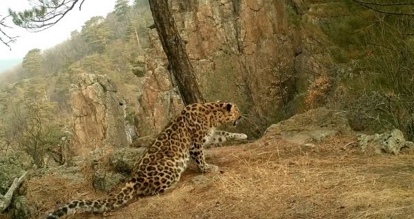 В здоровом теле - здоровый дух: зарядка дальневосточного леопарда попала на фотоловушку