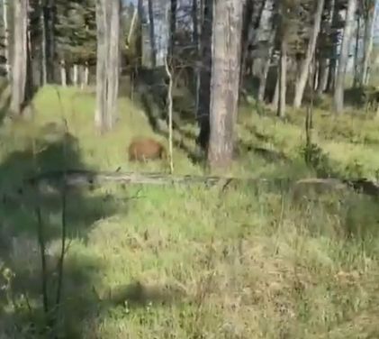 Любопытный медведь преследует туриста