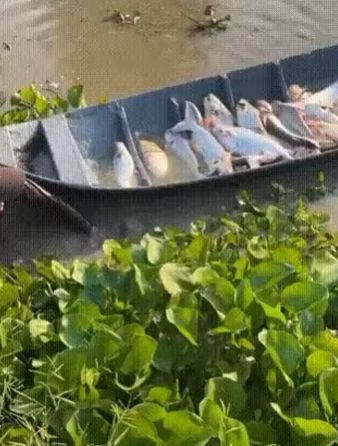 Собираем урожай рыбы с кустов⁠⁠