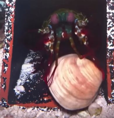 Креветка-богомол ломает прочную раковину моллюска⁠⁠