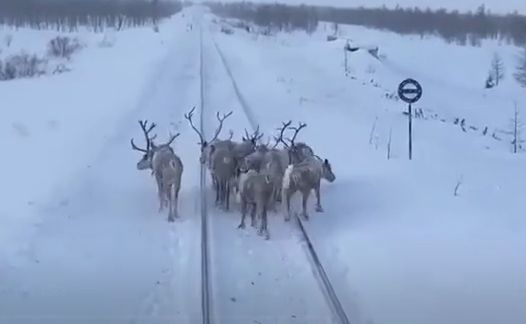 «В натуре, олени есть олени!»