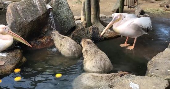 Пеликаны вновь пытаются съесть капибар