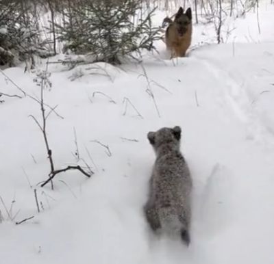 Леопардовое настроение