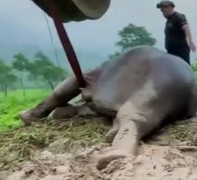 В Таиланде слониха со слонёнком провалились в яму, на помощь пришли люди