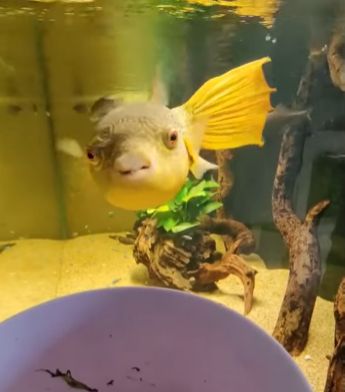 Золотая рыбка проголодалась⁠⁠