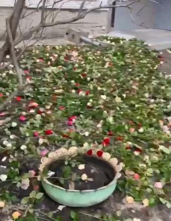 В Ульяновске парень в качестве извинений перед подругой, усыпал ее двор 3001-й розой
