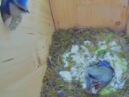 Чужак залез в гнездо и захотел спариться, но она позвала своего самца на помощь⁠⁠