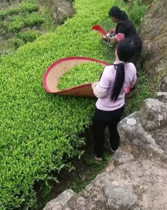 Механизированный сбор чая⁠⁠