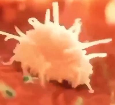 Как иммунные клетки преследуют бактерии и уничтожают их