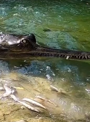 Гавиал - один из самых редких крокодилов