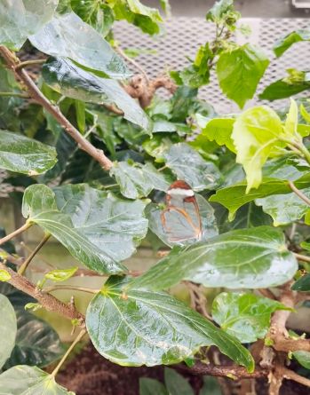 Необычная бабочка: Стеклянная Грета Ото