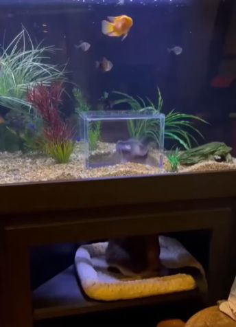У рыб свой собственный аквариум с котом внутри