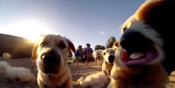 Нейросеть сгенерировала видео с собаками. Больше похоже на сон при высокой темпереатуре