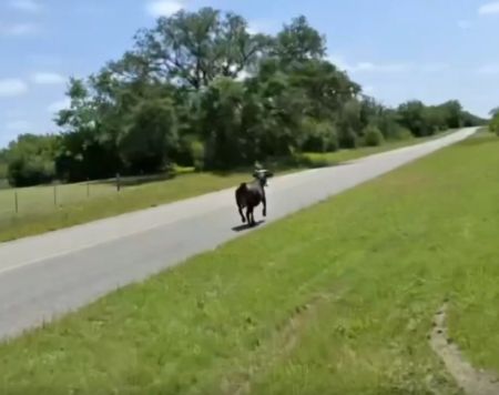 Убегающего быка  ловят с помощью лассо