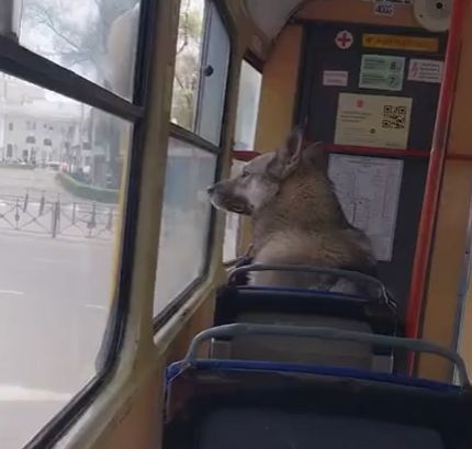 Заяц в трамвае