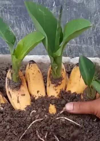 Выращивание бананы дома
