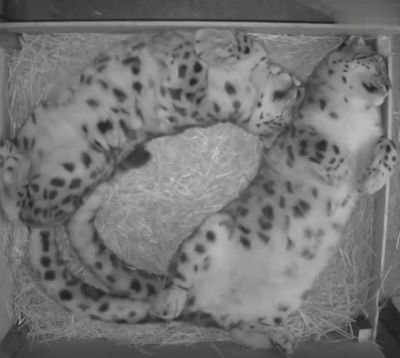Как спят снежные леопарды⁠⁠