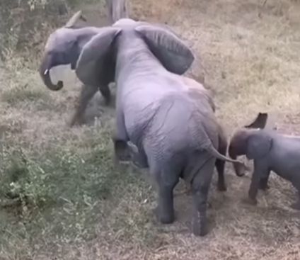 Круговая оборона⁠⁠ слонов