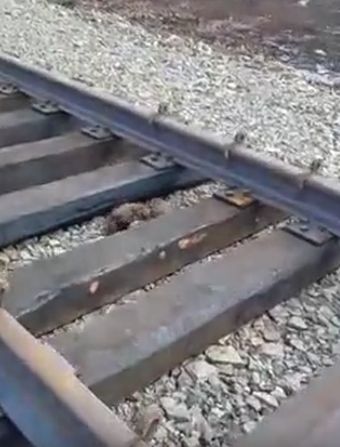 Два соболя устроили дикие разборки на железнодорожных путях