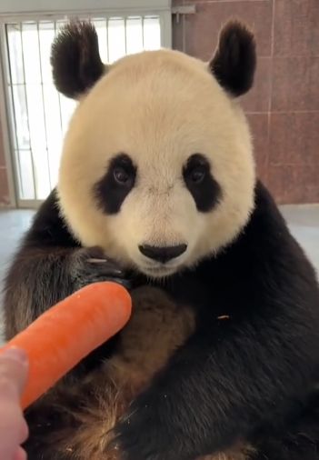 Панда наслаждается морковкой⁠⁠