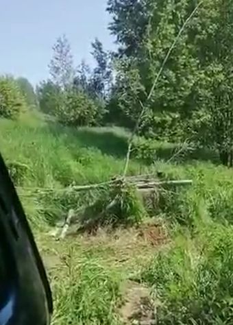 В Ярославской области спасли медведя, который провалился в колодец