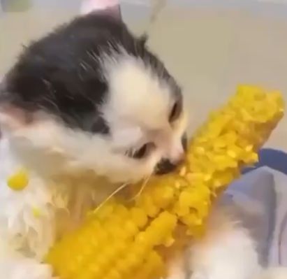 Обожаю кукурузу⁠⁠