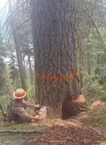 Одна из опасных вещей которые могут случиться при валке дерева