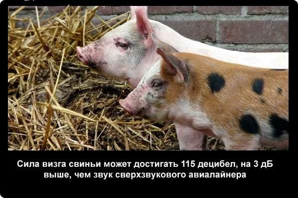 Звук визга свиньи. Факты о свиньях. Свиноводство интересные факты. Интересные факты о поросятах. Необычные факты о свиньях.