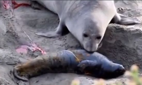 Реакция самки тюленя, когда поняла, что новорожденный тюленёнок жив⁠⁠