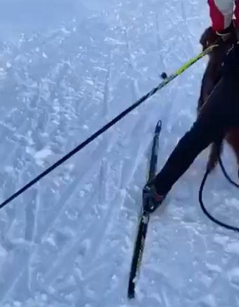 Агрессивный норвежский лемминг напал на лыжников