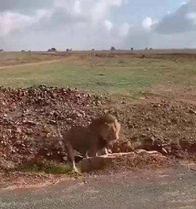 Львица защищает детёнышей от самца