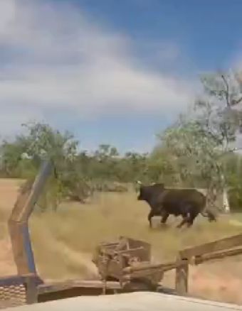 Отлов быков в Австралии