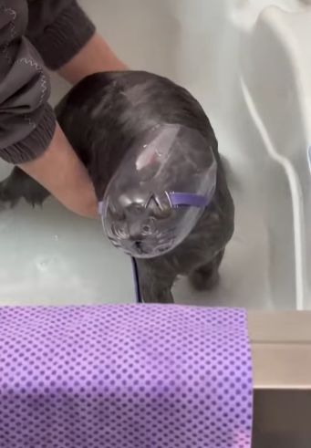 Маска для мытья кота