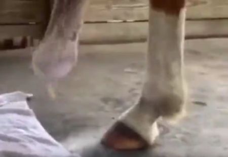 Лошадка лишилась копыта и долгое время не могла бегать, но тут случилось чудо: ей установили протез!