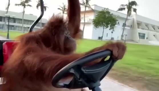 Орангутан-водитель