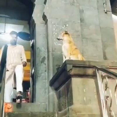 На выходе из Храма в Индии люди получают благословение от собаки⁠⁠