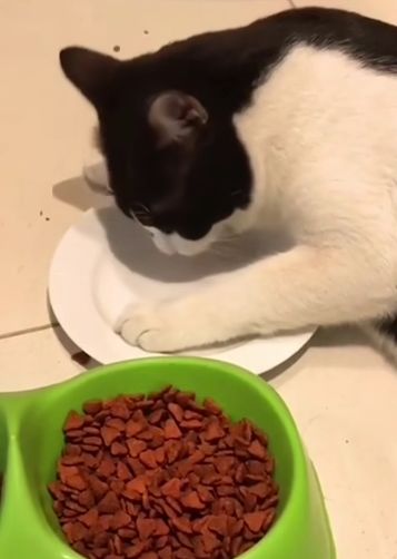 Как едят корм высокоинтеллигентные кошки⁠⁠