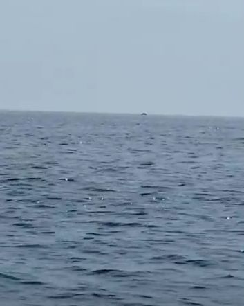 Редкие кадры, три горбатых кита вынырнули из воды почти одновременно