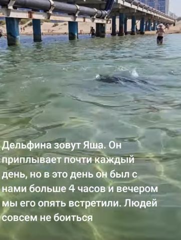 Общительный дельфин⁠⁠